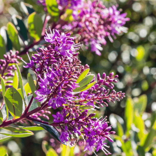 Hebe Wiri Gem - Ladybird Nursery