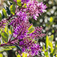 Hebe Wiri Gem - Ladybird Nursery