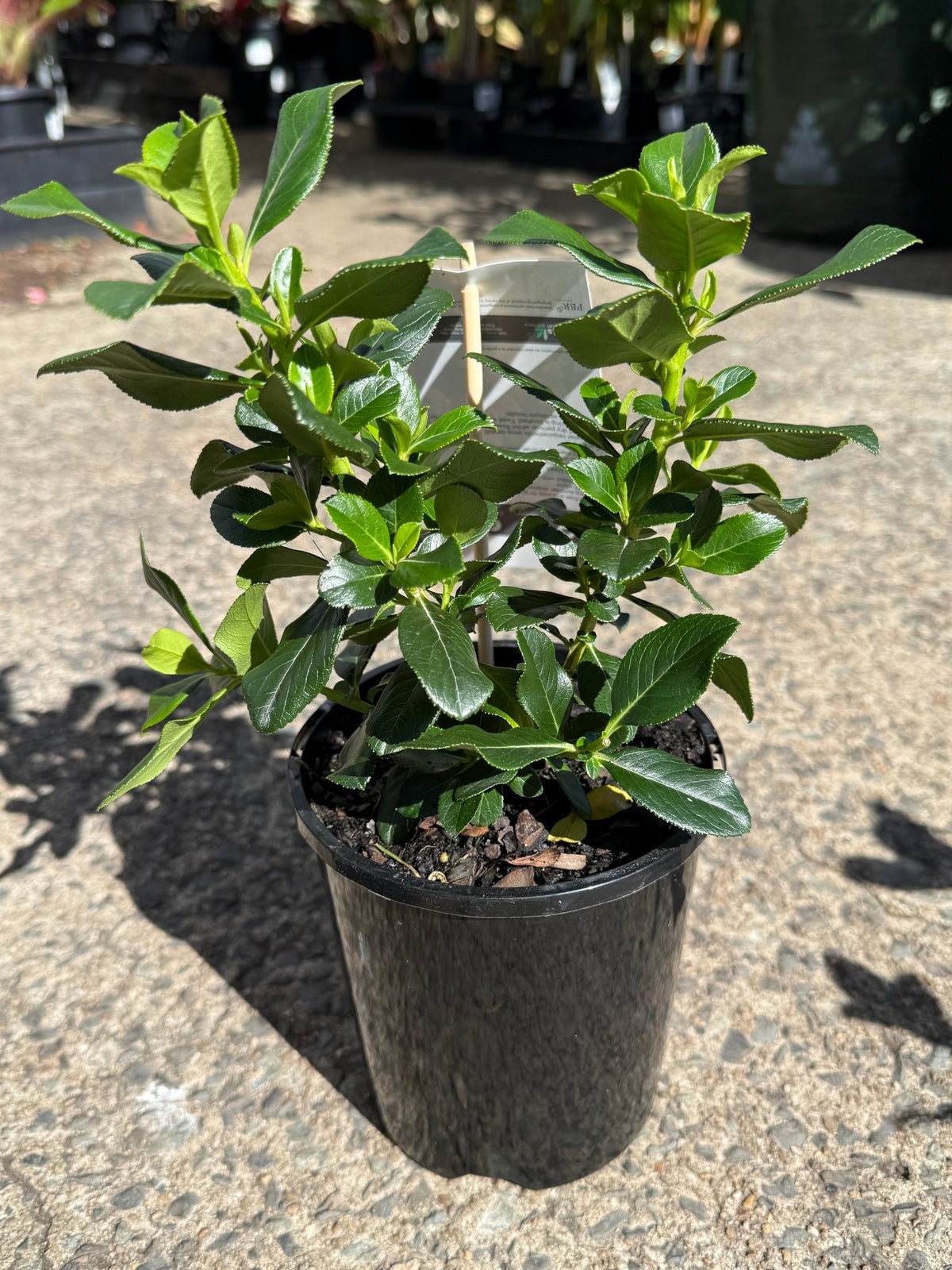Escallonia 'Pink Elle' - Ladybird Nursery