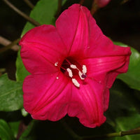 Cardinal Creeper (Ipomoea horsfalliae) - Ladybird Nursery