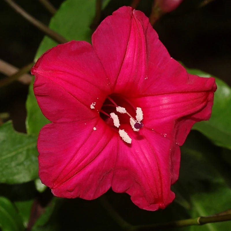 Cardinal Creeper (Ipomoea horsfalliae) - Ladybird Nursery