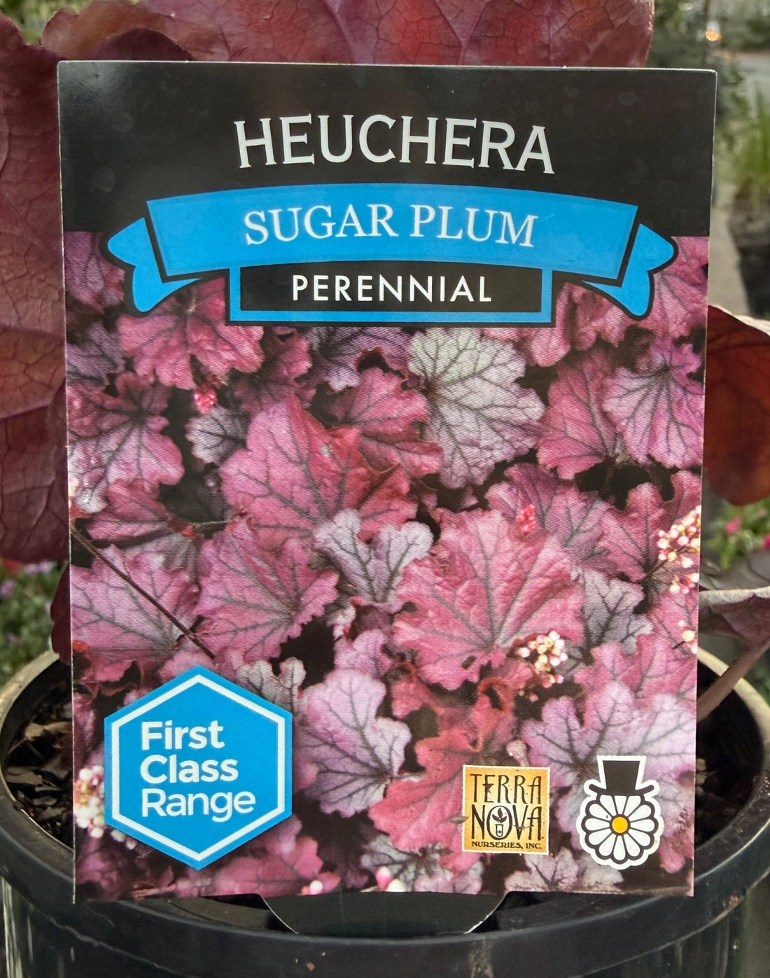 Heuchera 'Sugar Plum' - Ladybird Nursery