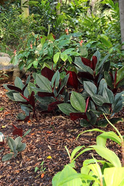 Red Costus Rubra (Costus erythrophyllus) - Ladybird Nursery