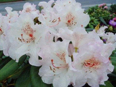 Rhododendron Simona - Ladybird Nursery