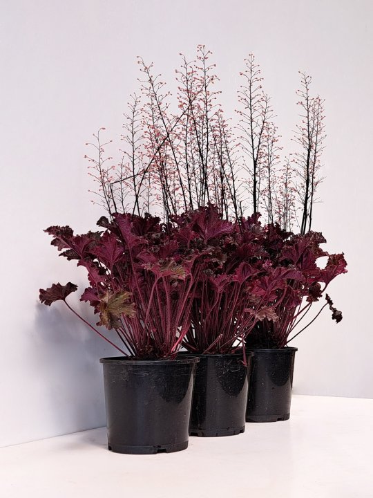 Heuchera Black Taffeta (Heuchera sanguinea) - Ladybird Nursery