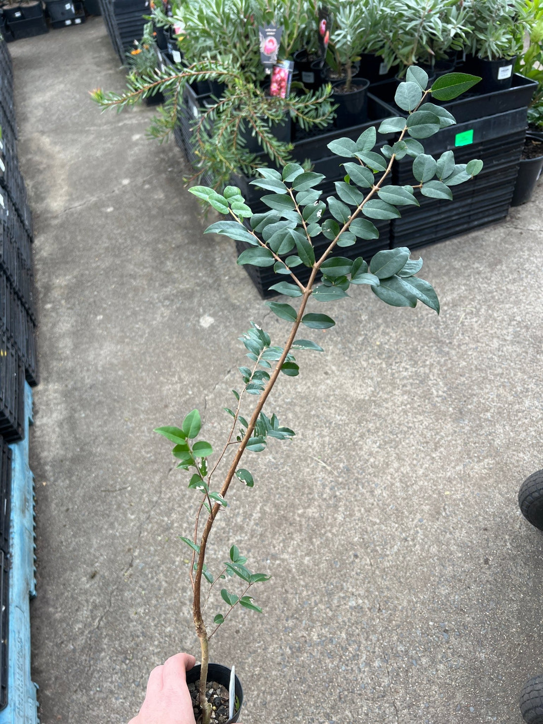 Jaboticaba Giant 'Oblongata' - Ladybird Nursery