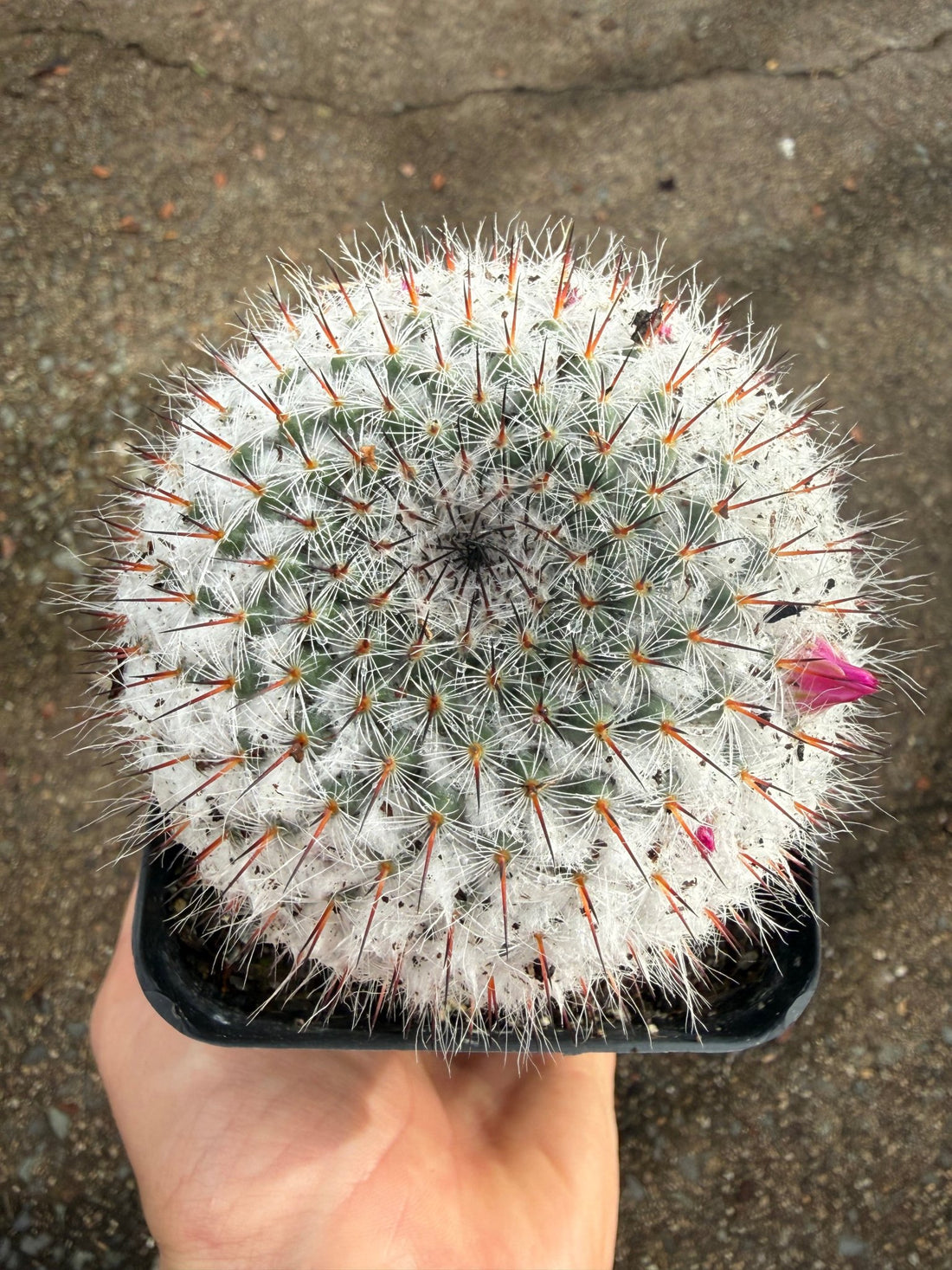 Old Lady Cactus (Mammillaria hahniana ssp. woodsii) - Ladybird Nursery