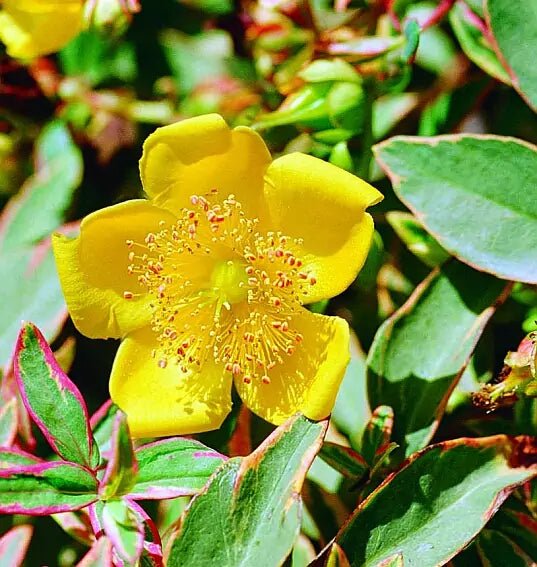 St. John's Wort Tricolour (Hypericum moserianum) - Ladybird Nursery