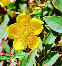 St. John's Wort Tricolour (Hypericum moserianum)