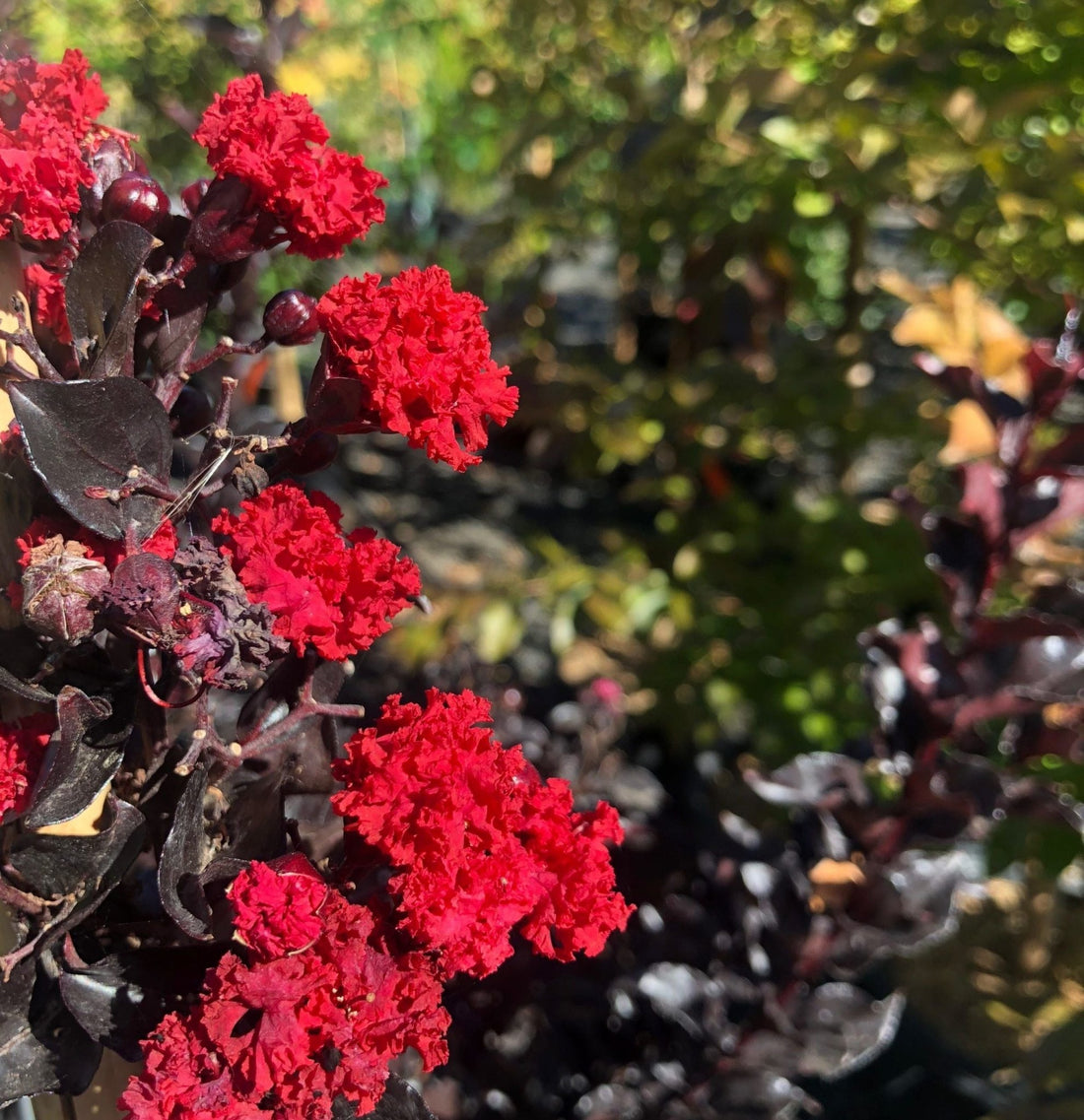 Crepe Myrtle Diamonds in the Dark Best Red (Lagerstroemia) - Ladybird Nursery