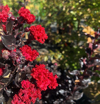 Crepe Myrtle Diamonds in the Dark Best Red (Lagerstroemia) - Ladybird Nursery