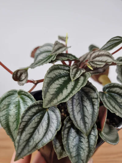 Peperomia Red Watermelon (Peperomia turboensis)