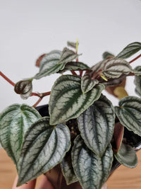 Peperomia Red Watermelon (Peperomia turboensis)