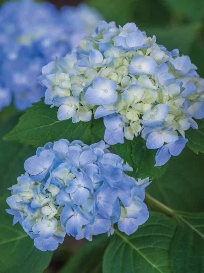 Hydrangea Blue (Hydrangea Spp.) - Ladybird Nursery