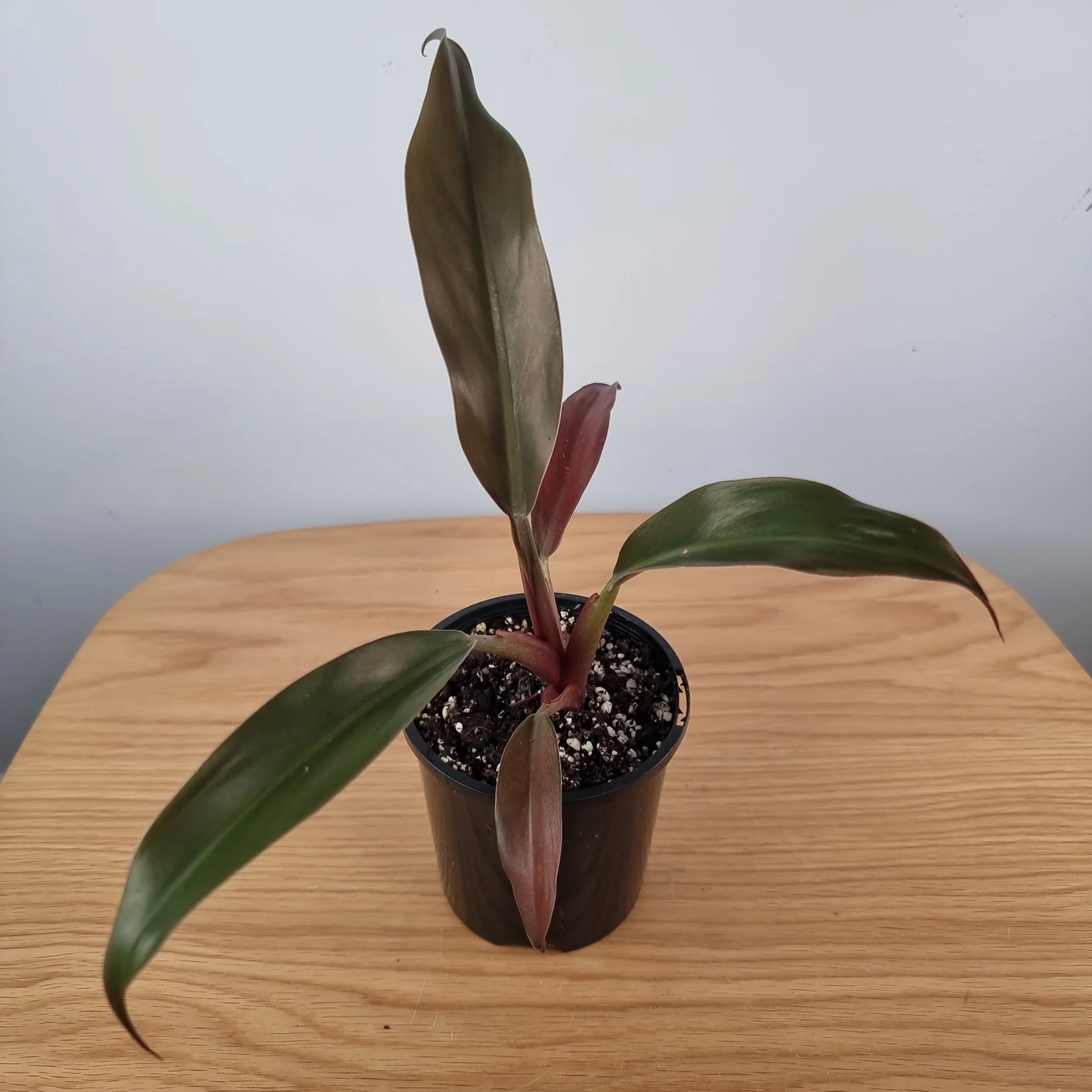 Philodendron Autumn - Ladybird Nursery