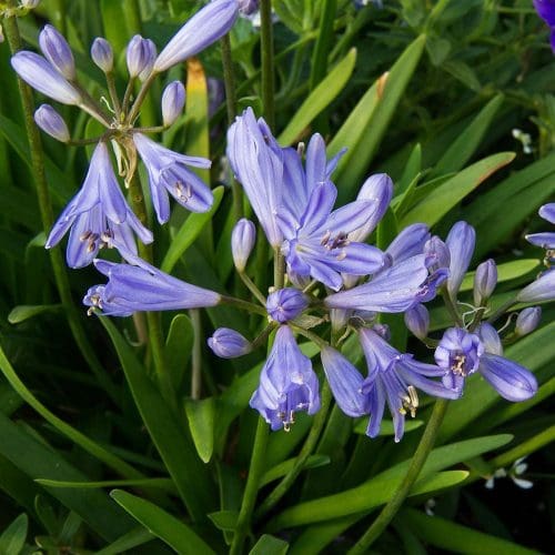 Agapanthus Dorothy Edwards