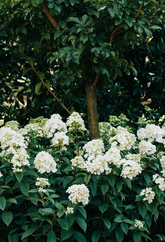 Hydrangea OBSIDIAN White Knight