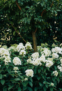 Hydrangea OBSIDIAN White Knight