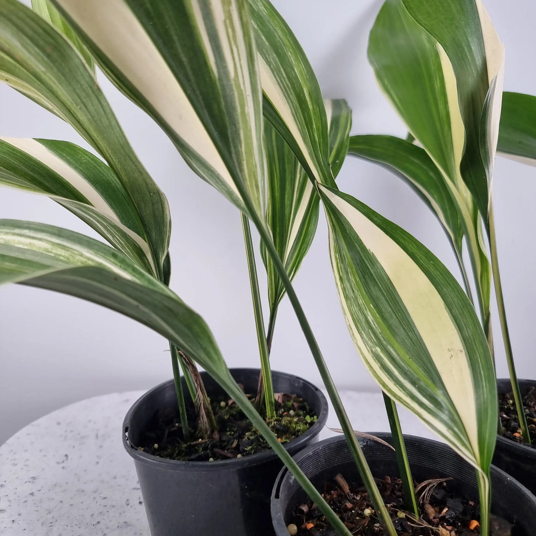 Variegated Cast Iron Plant Variegata (Aspidistra elatior) - Ladybird Nursery