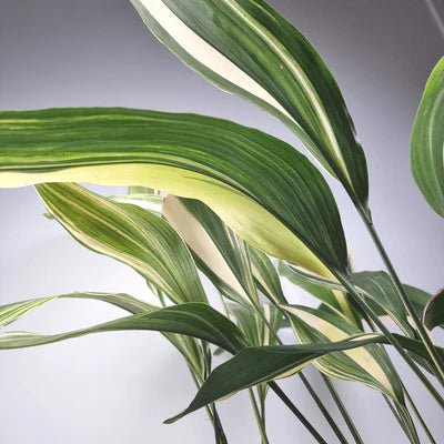 Variegated Cast Iron Plant Variegata (Aspidistra elatior) - Ladybird Nursery