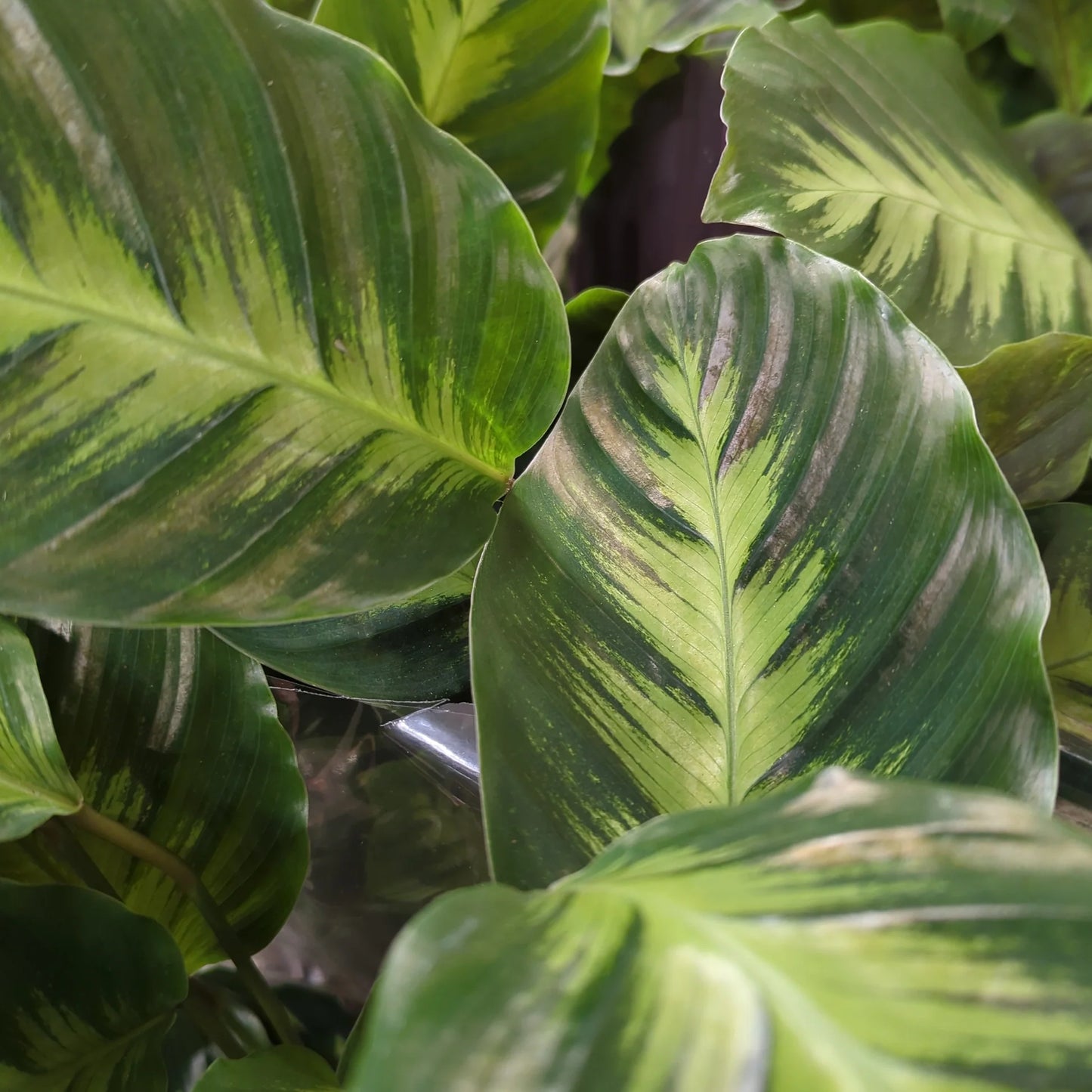 Prayer Plant (Calathea fasciata)