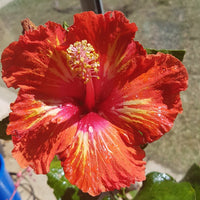 Chinese Hibiscus Lady Cilento (Hibiscus rosa-sinensis)
