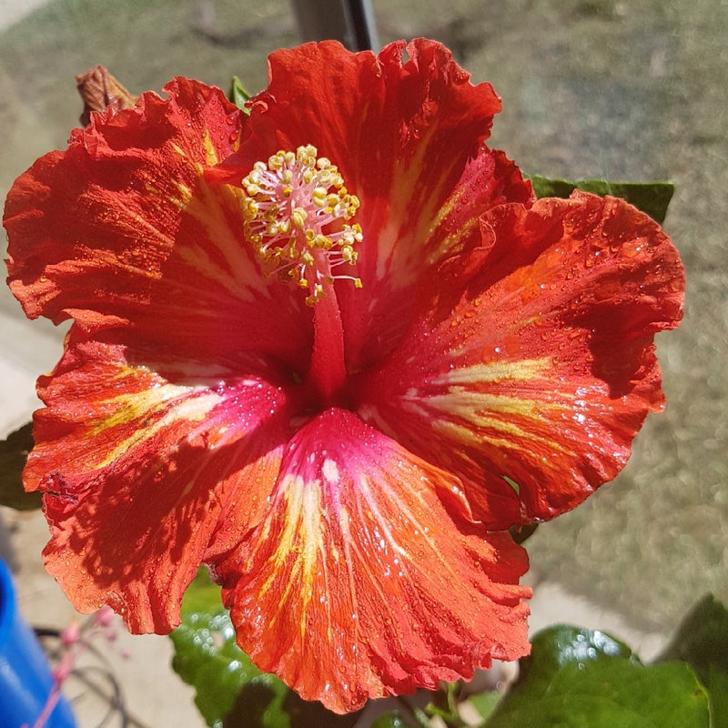 Chinese Hibiscus Lady Cilento (Hibiscus rosa-sinensis)