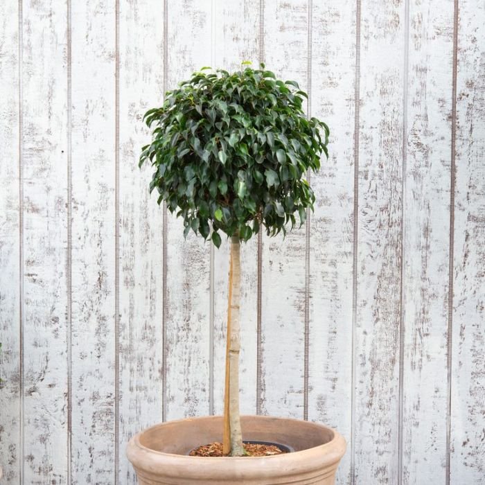 Ficus Topiary 300mm pot,1m high PICK UP ONLY
