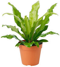 Bird's Nest Fern Birds (Asplenium nidus) - Ladybird Nursery