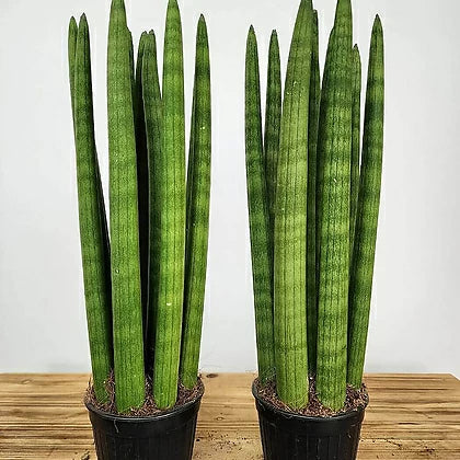 Snake Plant (Sansevieria stuckyi)