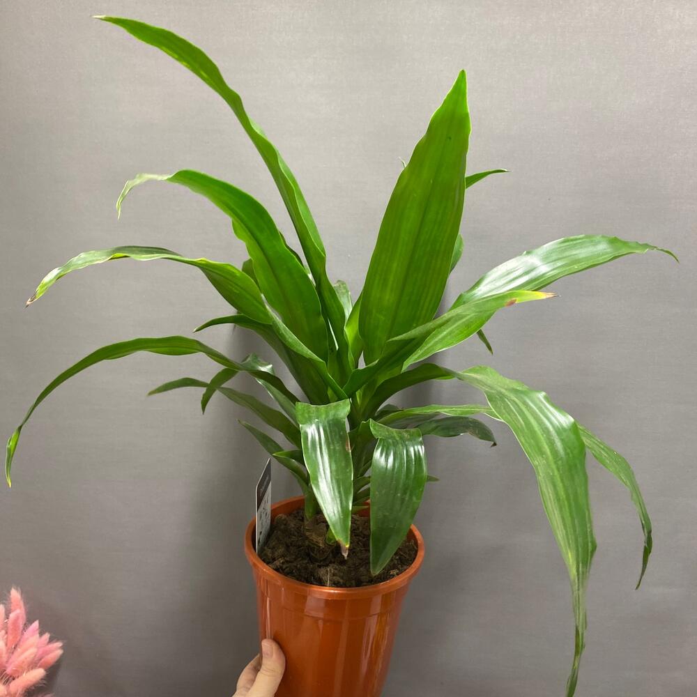 Broad-Leaf Palm Lily (Cordyline petiolaris)