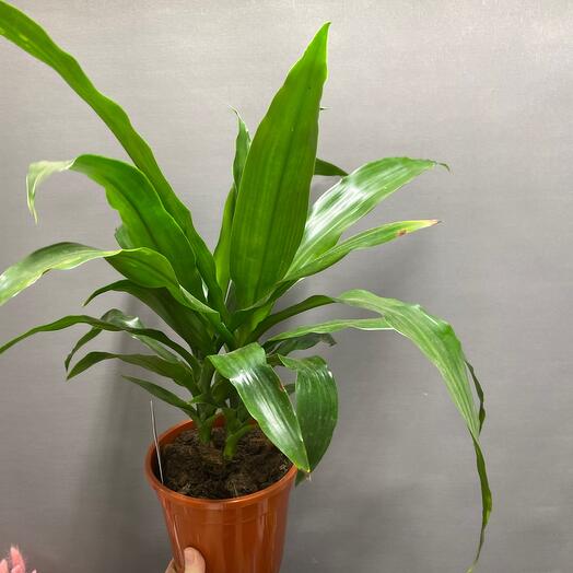 Broad - Leaf Palm Lily (Cordyline petiolaris) - Ladybird Nursery