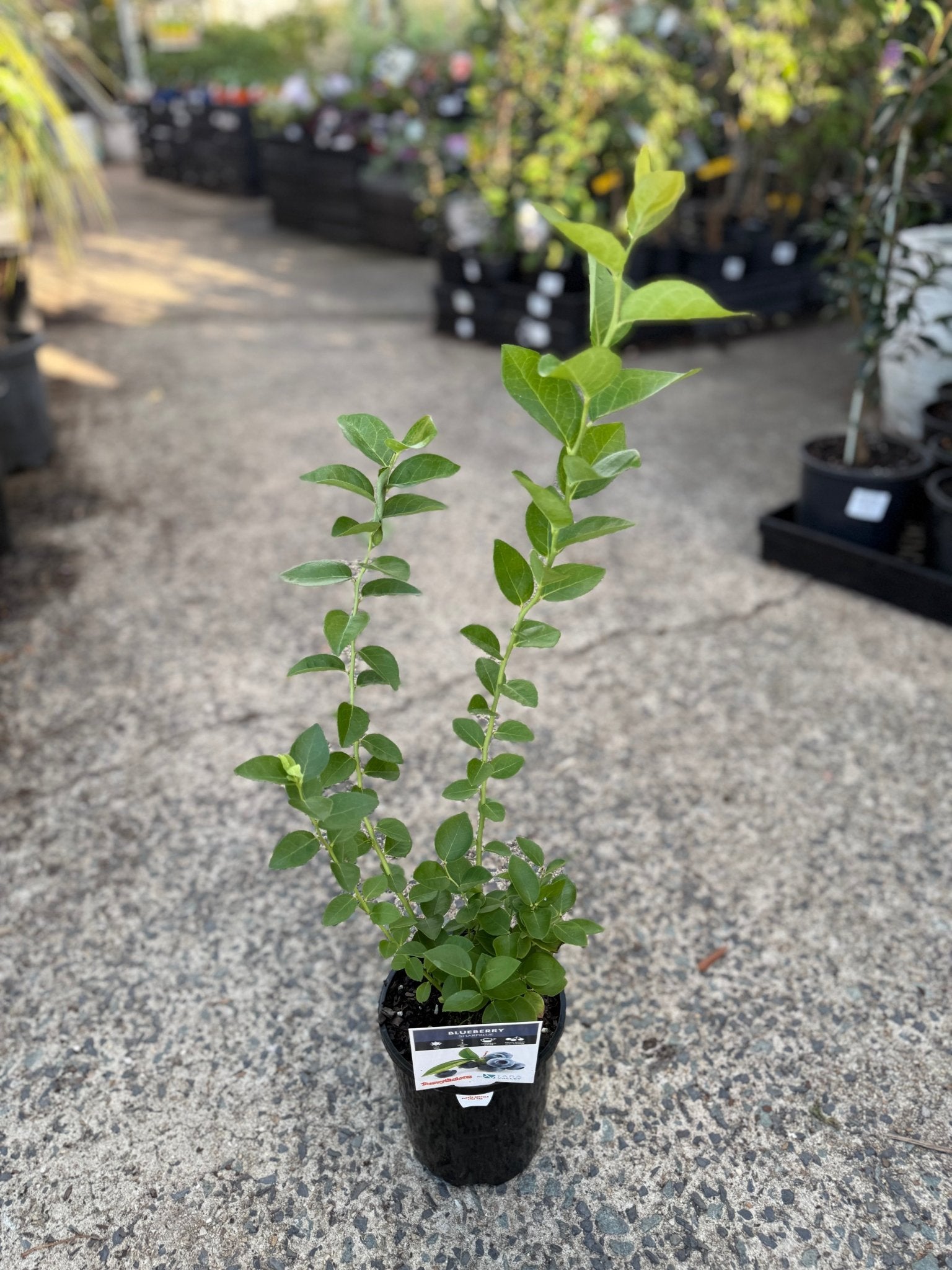 Blueberry Sharpe Blue - Ladybird Nursery