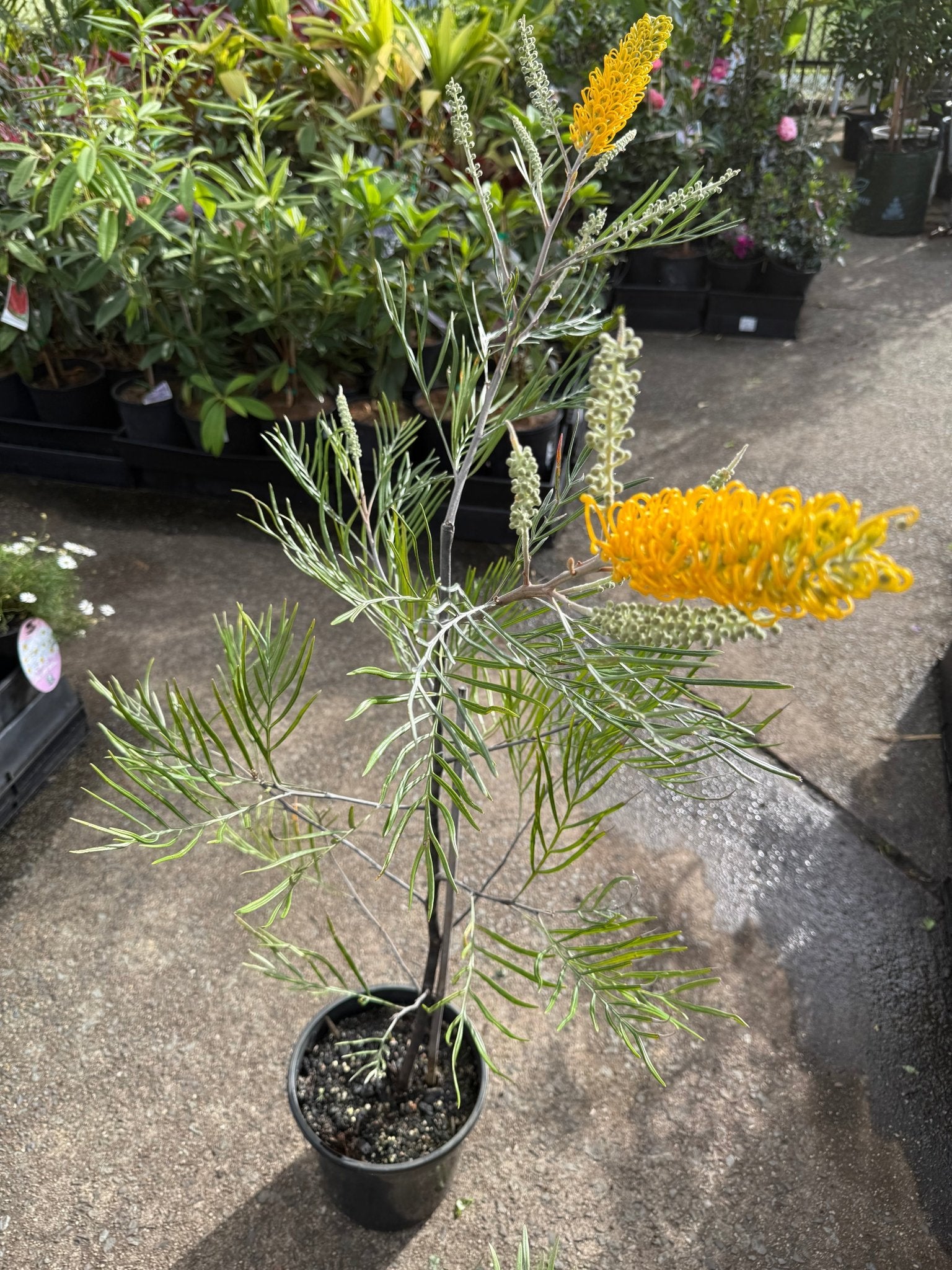 Grevillea 'Bush Lemons' - Large - Ladybird Nursery