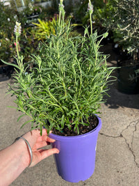 Lavender 'Sensation White' (Lavandula pedunculata) - Large - Ladybird Nursery
