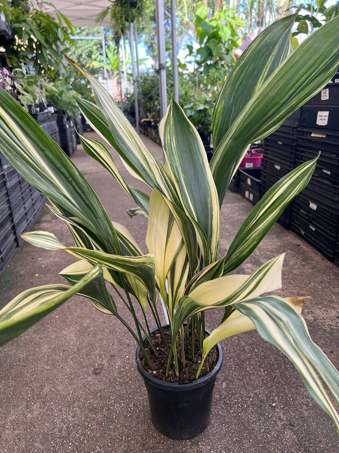 Variegated Cast Iron Plant Variegata (Aspidistra elatior) - Ladybird Nursery