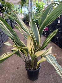 Variegated Cast Iron Plant Variegata (Aspidistra elatior) - Ladybird Nursery