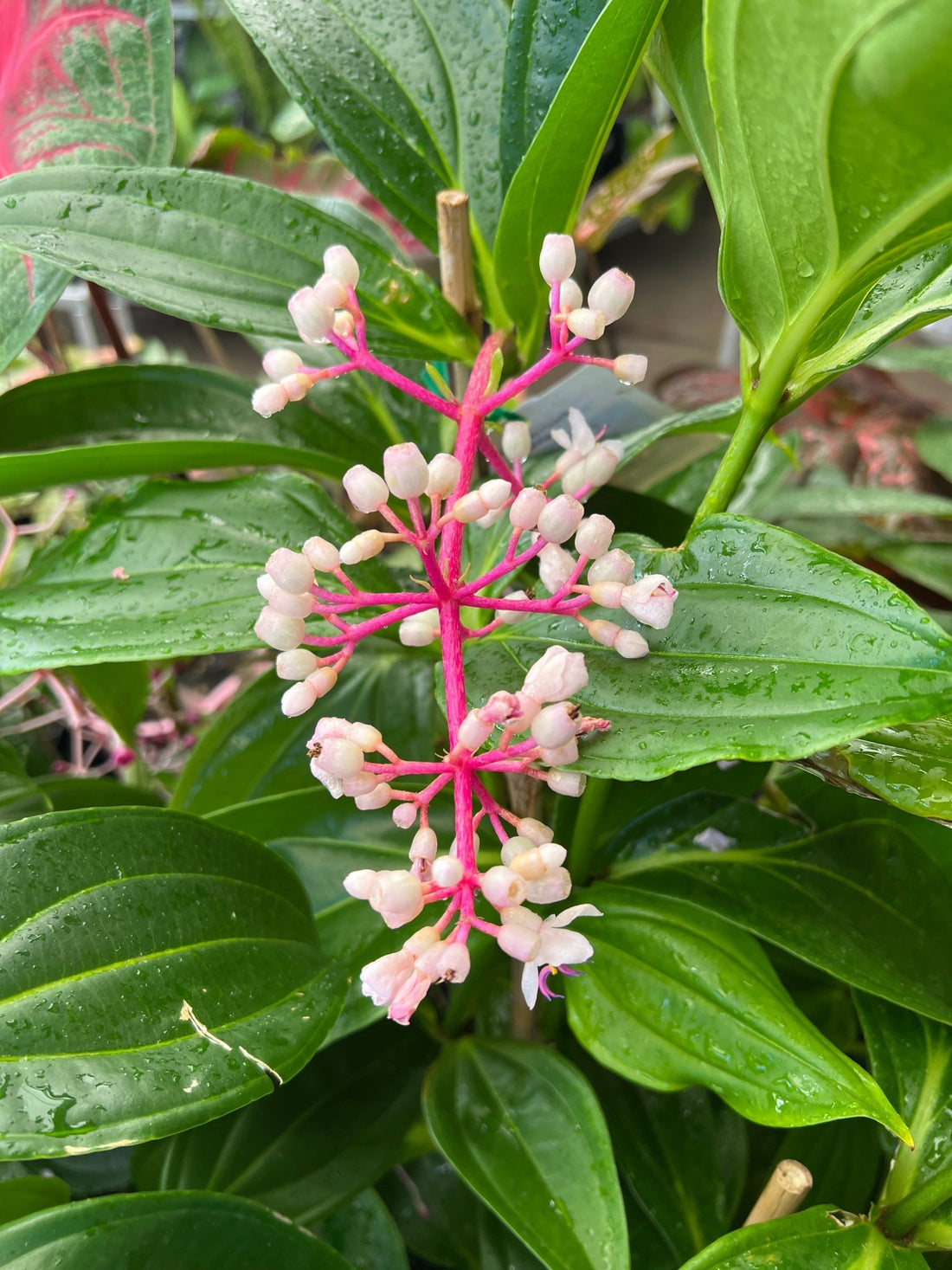 Medinilla Ballerina (Medinilla myriantha hybrid) - Ladybird Nursery