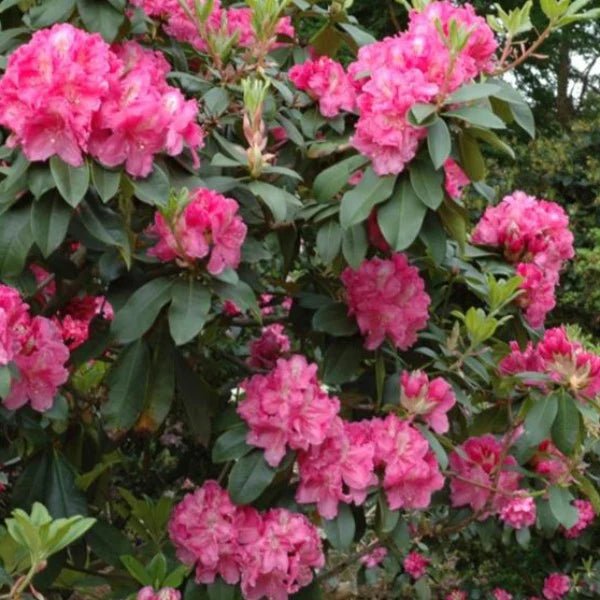 Rhododendron Antoon Van Welie - Ladybird Nursery