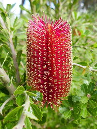 Red Cut-leaf Banksia Form (Banksia praemorsa)