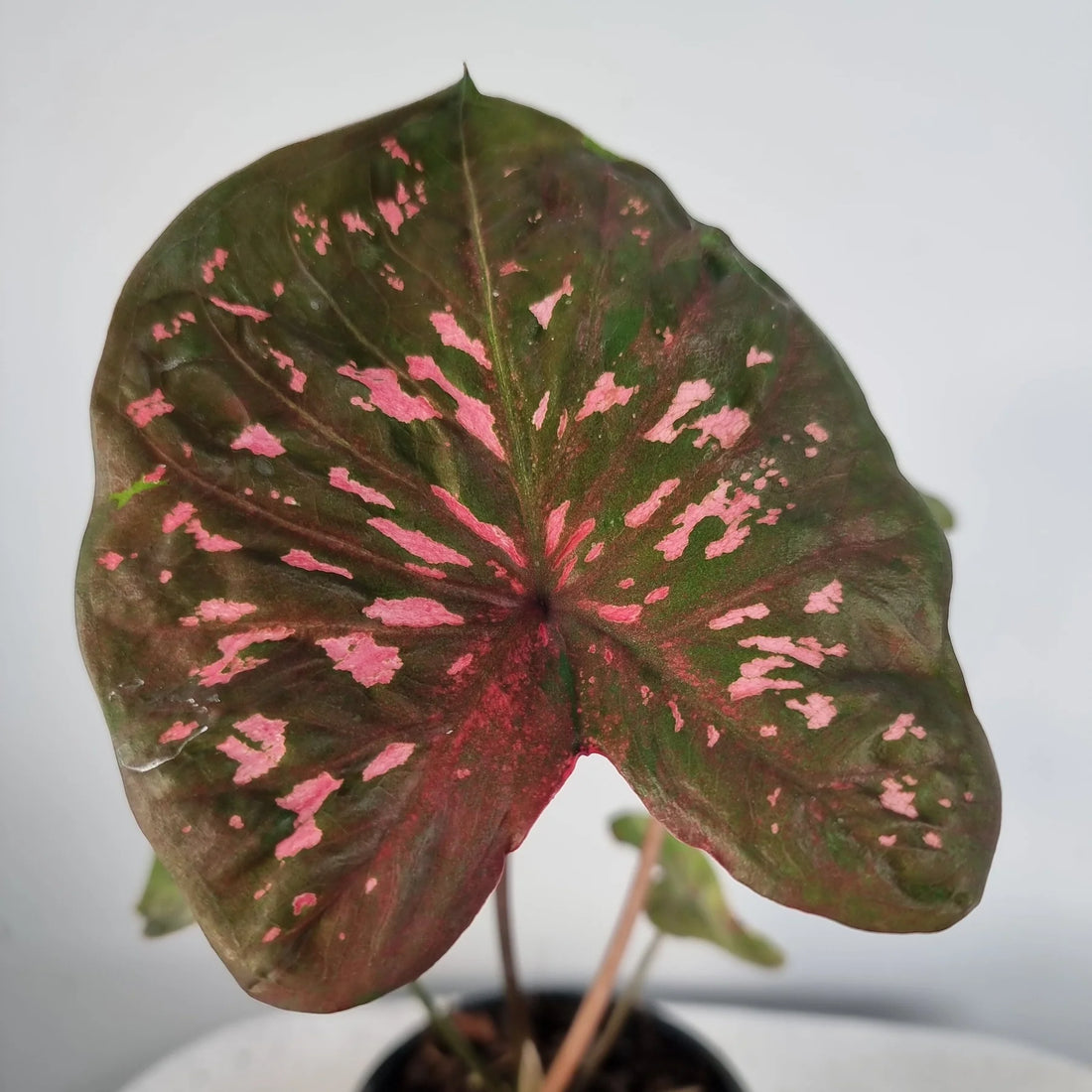 Caladium Raspberry Ripple (Caladium) - Ladybird Nursery