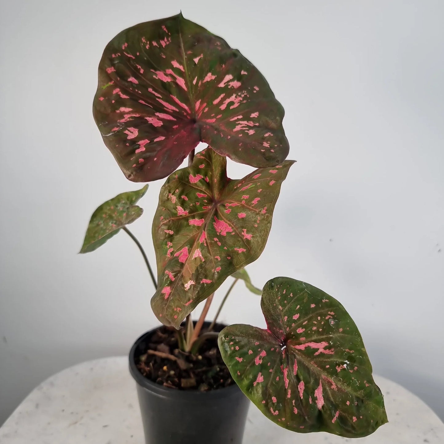 Caladium Raspberry Ripple (Caladium)