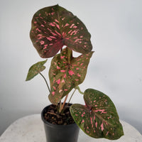 Caladium Raspberry Ripple (Caladium)