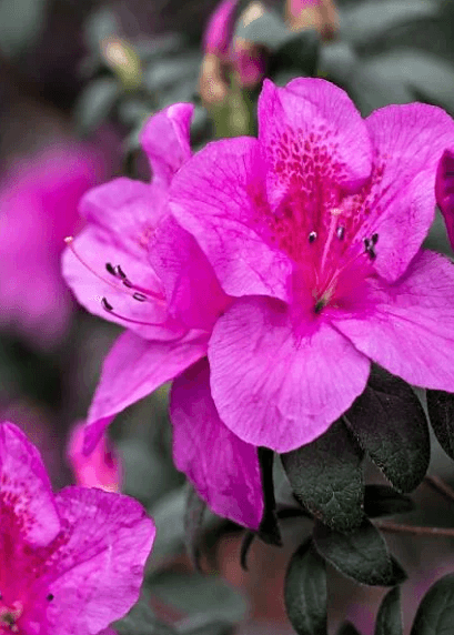 Azalea Rose Glitters