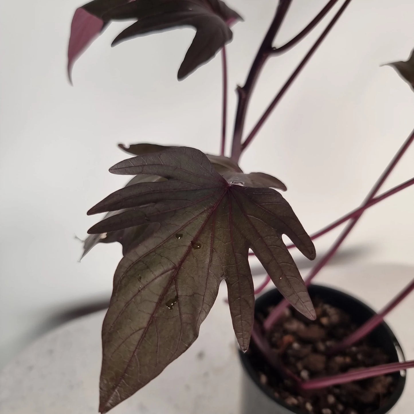 Sweet Potato - Treasure Island™ Manihi