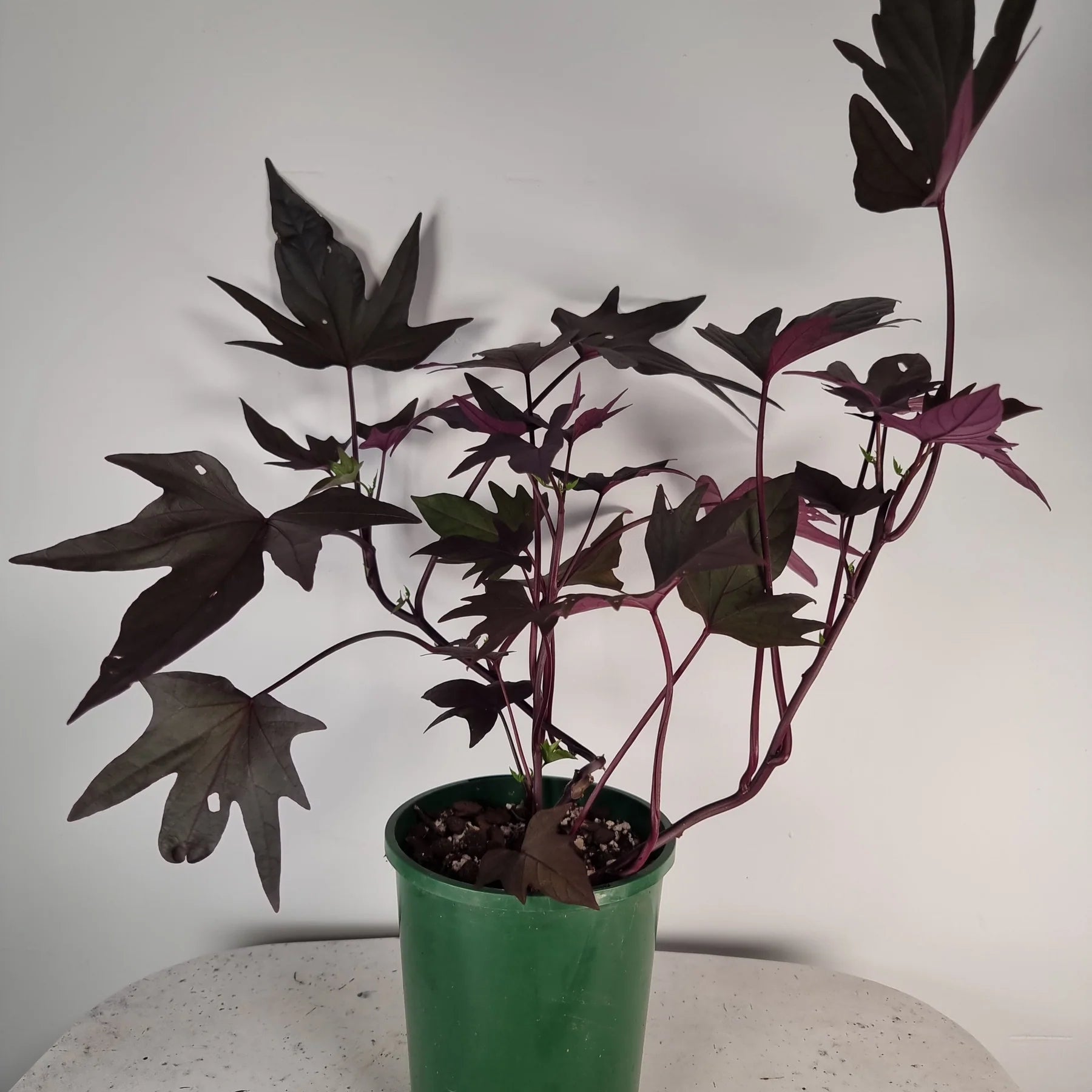 Sweet Potato - Treasure Island™ Manihi