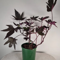 Sweet Potato - Treasure Island™ Manihi