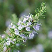 Rosemary Pink (Rosmarinus officinalis)
