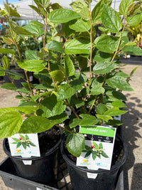Ice Cream (Panama) Berry - Ladybird Nursery