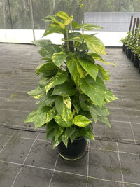Pothos 'Green Gold' (Epipremnum aureum) - Advanced (PICK UP ONLY) - Ladybird Nursery